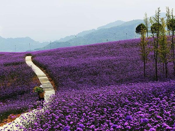 马鞭草花海