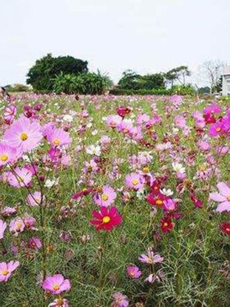 波斯菊（格桑花）花海