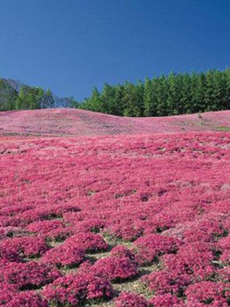 花海系列