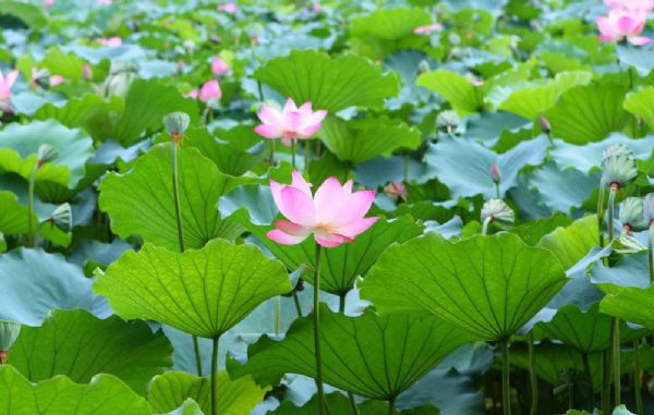 水生植物